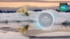 <strong>Sony BBC Earth to premiere Frozen Planet II narrated by </strong><strong>Sir David Attenborough</strong>